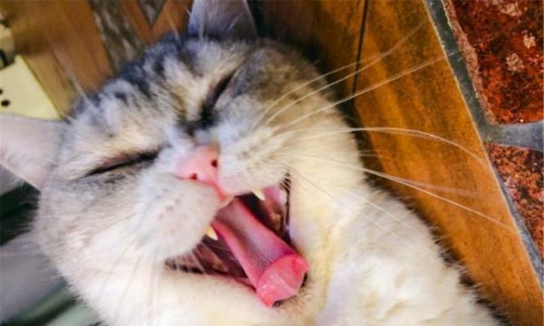 猫咪如何通过闻腋下的味道了解主人（宠物行为学）