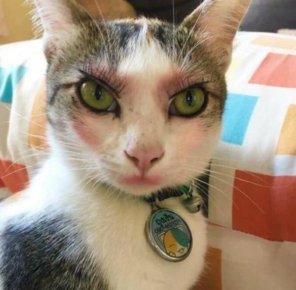 铲屎官给猫咪化妆，竟化得如此“妖娆”，网友看了直呼眼已瞎