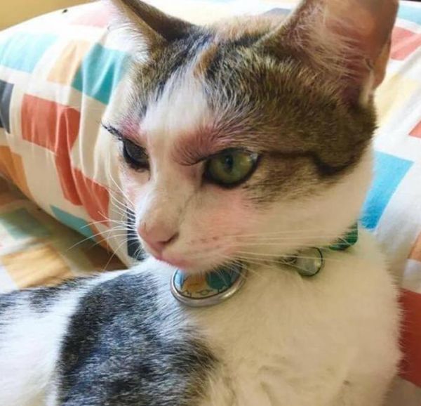 铲屎官给猫咪化妆，竟化得如此“妖娆”，网友看了直呼眼已瞎