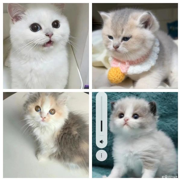 嗷喵猫领养·成都猫咪认养 让成都所有想养猫猫的小主都可以养到爱喵