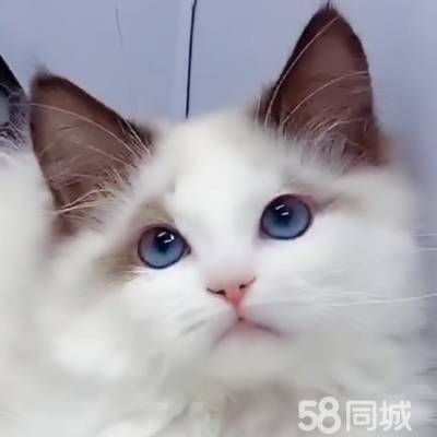 店主头像