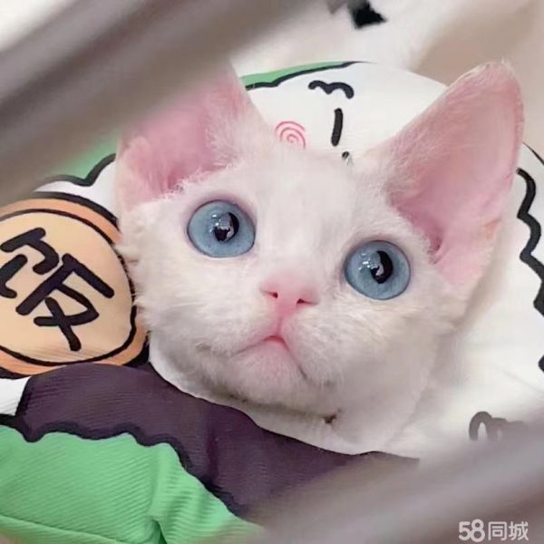 店主头像