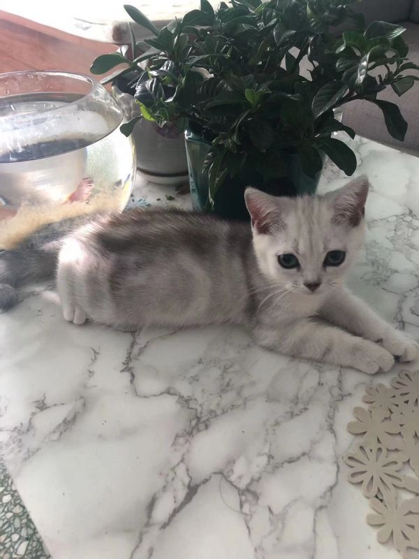 纯种美短小母猫