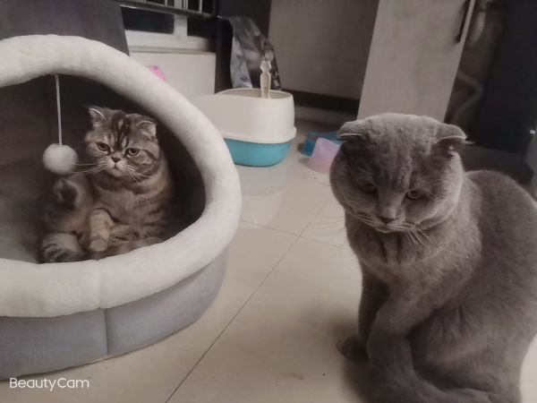蓝猫出售