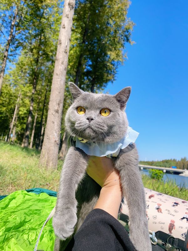 英短蓝猫