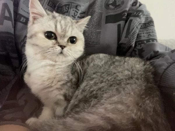 自家养的美短虎斑