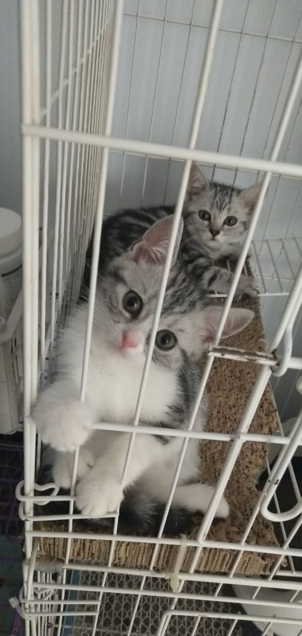 出售美短虎斑猫标斑和加白