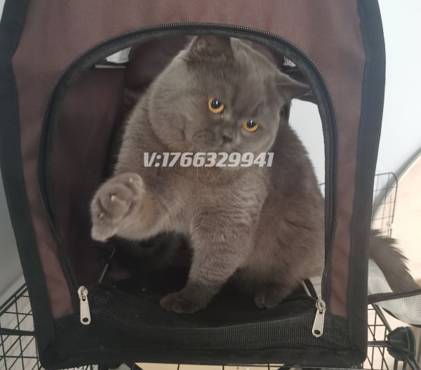 英短蓝猫