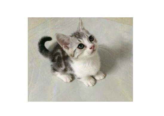 宠物猫.png