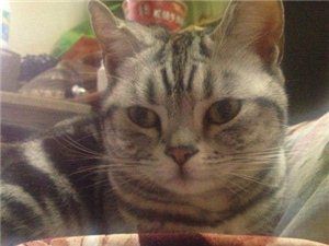 3月17号生的苏格兰折耳立猫咪找新家 - 1600元