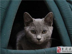 求购一只蓝猫