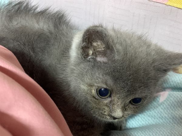英短蓝猫