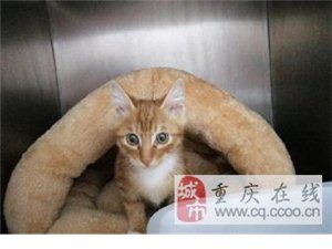 漂亮的小橘猫找领养