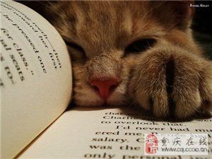 领养一只猫咪