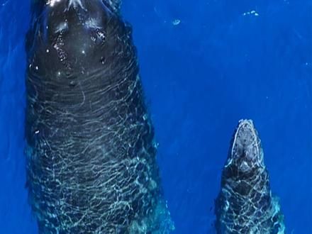 座头鲸，4800公里迁徙之旅 #海洋生物 #座头鲸 #动物世界
