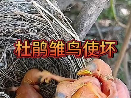 杜鹃雏鸟一破壳就会立刻开始清理其他雏鸟，不过有时他们也会翻车 #神奇动物在抖音 #野生动物零距离 #动物世界 #鸟类 #杜鹃