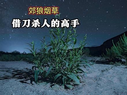郊狼烟草，借刀杀人的高手 #郊狼烟草 #屎壳郎 #动物世界 #植物 #科普