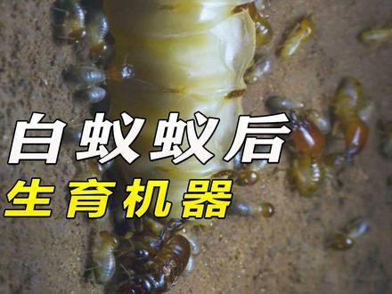 白蚁蚁后 造娃机器 #动物世界 #昆虫微观世界纪录片 #昆虫 #奇妙的动物 #动物科普
