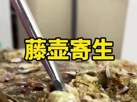 藤壶寄生恐怖如斯 #野生动物 #解说版动物世界 #藤壶