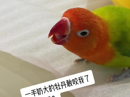 感觉就一花瓶，除了颜色漂亮有优点么？#鹦鹉 #牡丹鹦鹉 #手养鸟日常 #鸟类实拍 #鸟宝宝