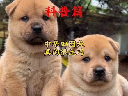 中华田园犬真的很土吗?#中华田园犬