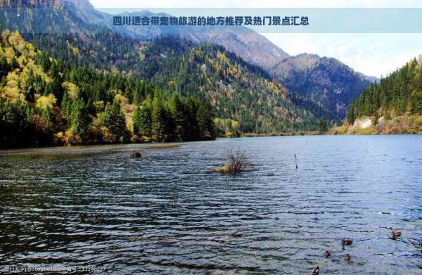 四川适合带宠物旅游的地方推荐及热门景点汇总