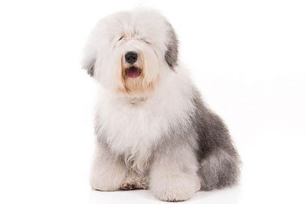 古代牧羊犬图片