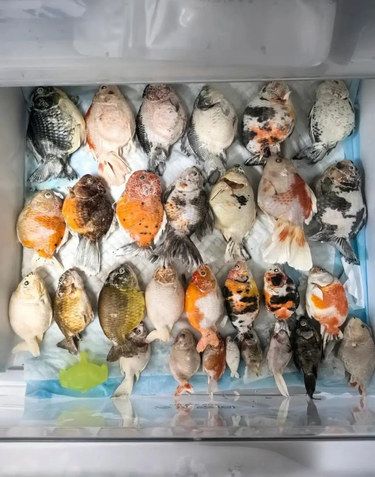 这就是养鱼人的快乐