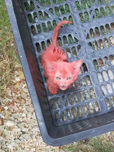 什么样的心理，才能去欺负小猫