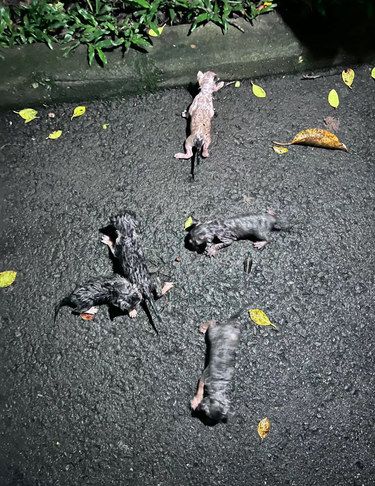捡到猫了！！怎么养？！能不能坚持住？[流泪][流泪]