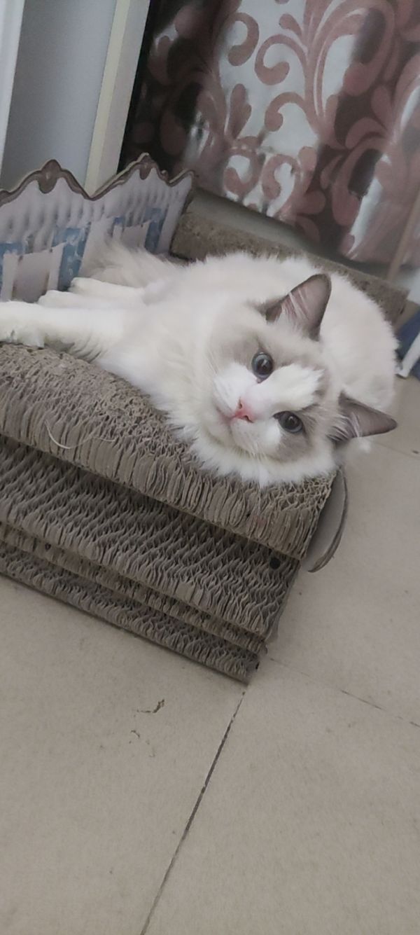 家养传统系布偶猫