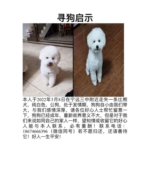 胖胖的白色比熊走失，身上有黑色牵引背带