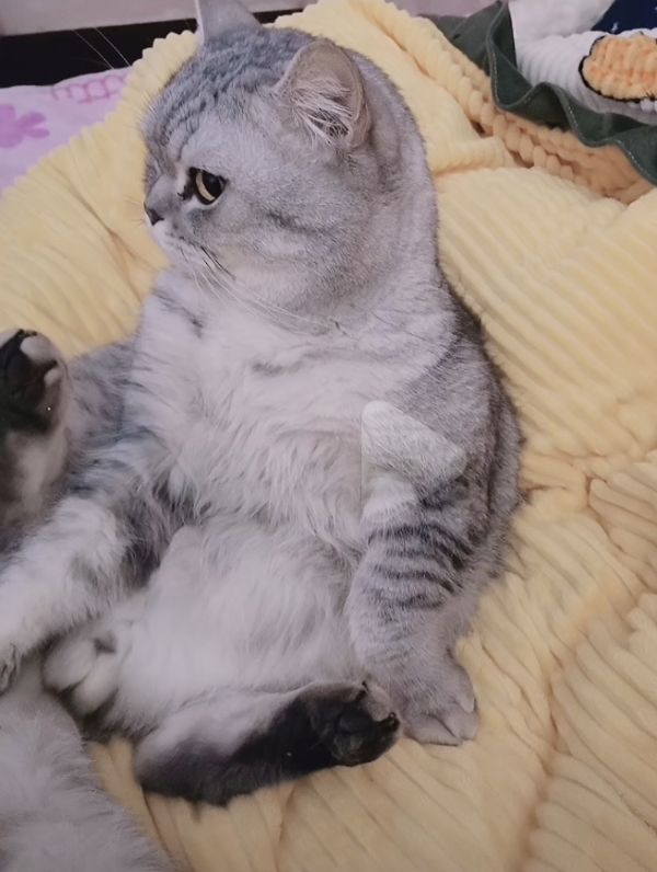 寻猫启示