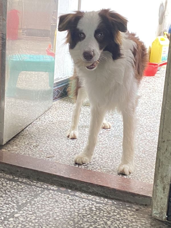宠物狗丢失