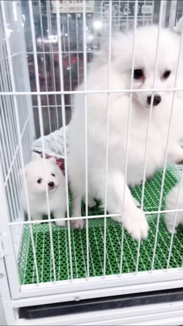 家养纯种小博