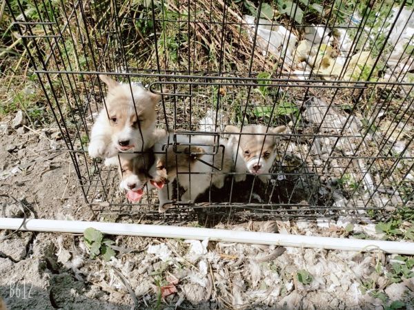 家养柯基犬出售两公两母