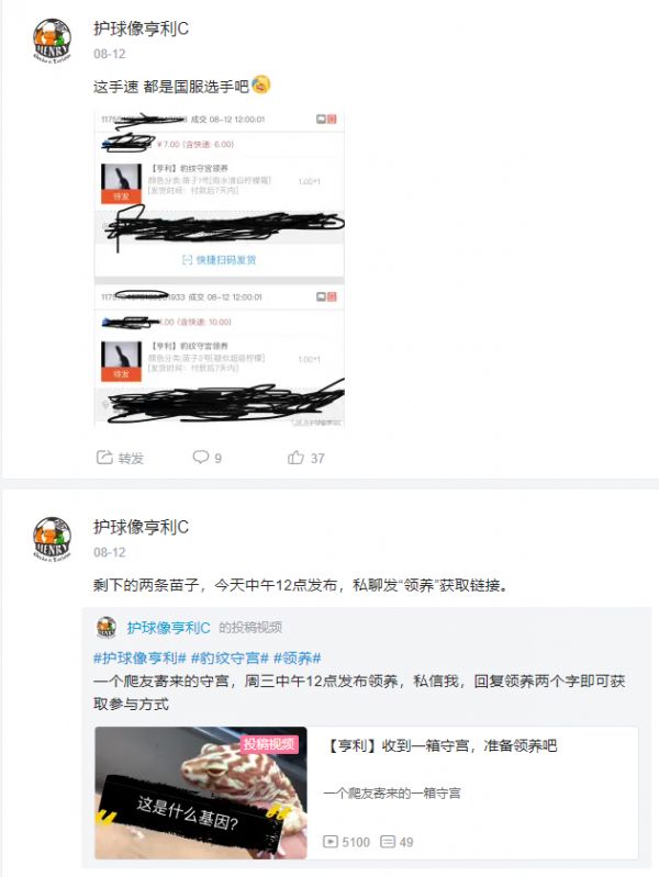 最适合学生和懒人党的萌宠 - 守宫 之饲养入门