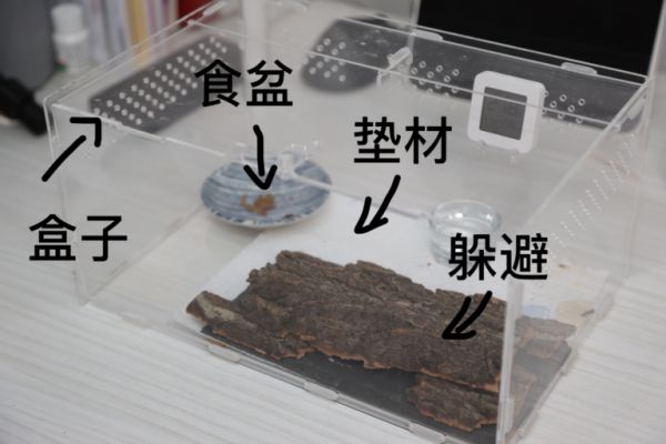 最适合学生和懒人党的萌宠 - 守宫 之饲养入门