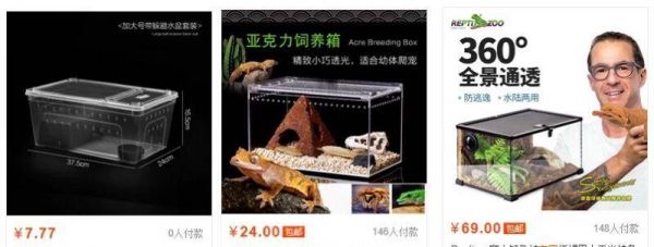 最适合学生和懒人党的萌宠 - 守宫 之饲养入门