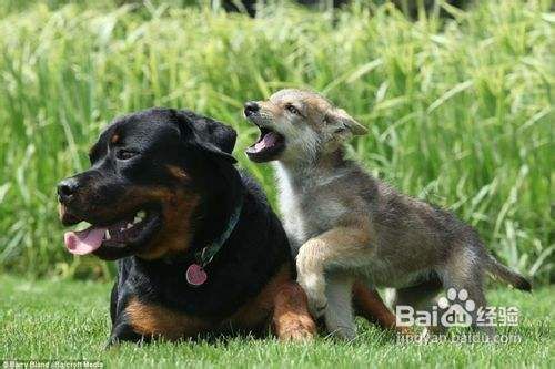 怎样矫正罗威纳犬的破坏性行为