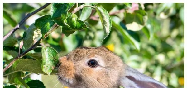 如何矫正可卡犬的破坏性行为（宠物狂热者必备——从根源解决可卡犬破坏问题）