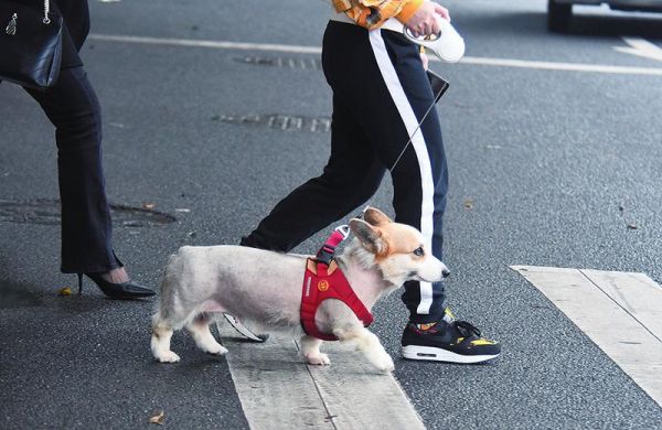 ▲狗是传播狂犬病高风险动物