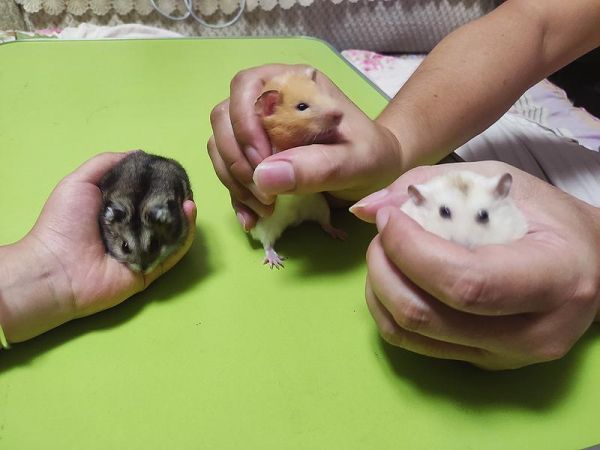 ◀仓鼠是狂犬病传播低风险动物 本报记者宋延康 摄