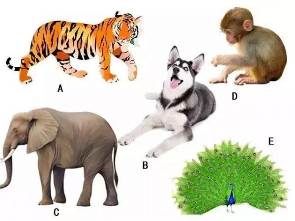 心理测试：选一只动物带你走出森林，测你内心最在乎什么？