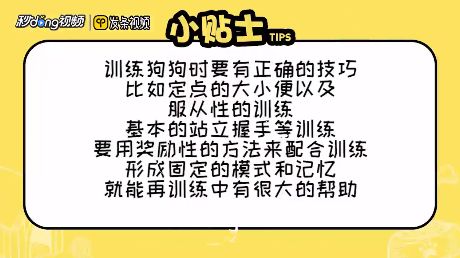 如何正确训练狗狗？