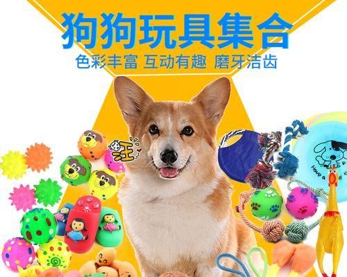 如何训练你的狗狗捡回球（从基础开始的宠物训练技巧）