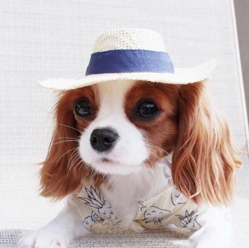 查理王犬训练指南（从姿势训练开始，提升宠物素养）