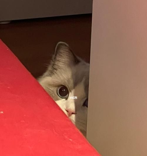 猫咪为何讨厌被偷看（探究猫咪的隐私观念和心理需求）