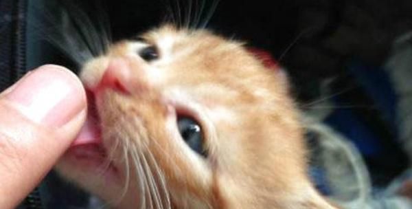 猫咪为何讨厌被偷看（探究猫咪的隐私观念和心理需求）