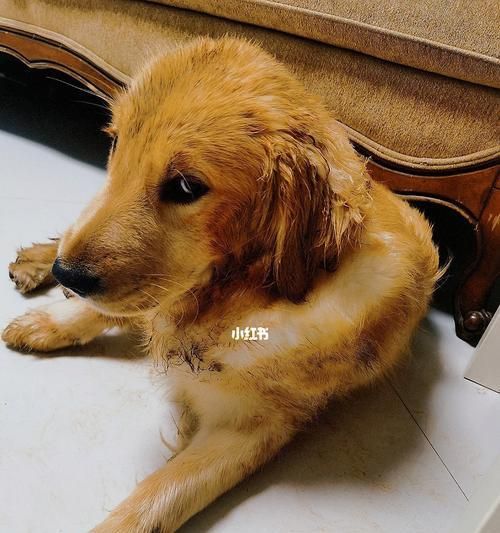 为什么狗睡醒后喜欢刨地（探究狗狗的本能行为和心理需求）